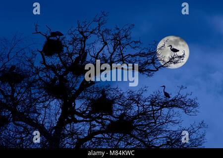 Des hérons cendrés (Ardea cinerea) se reproduisent dans des nids dans arbre à l'héronnière hérons / silhouetté de nuit avec la pleine lune de printemps Banque D'Images