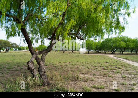 Le miel Mesquite avec de nouveaux arbres, feuilles de printemps germination dans un brillant vert lime. Banque D'Images