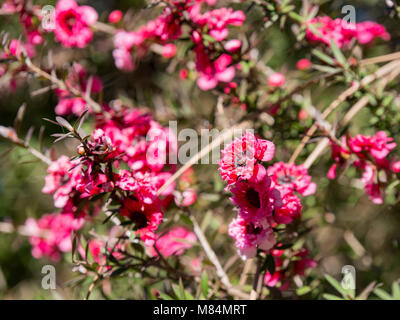 Close up shot of red Leptospermum scoparium blooming, Sacramento, Californie Banque D'Images