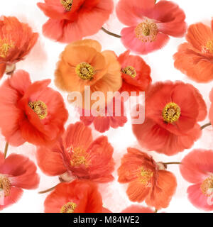 Motif de l'aquarelle transparente fleurs de pavot Banque D'Images