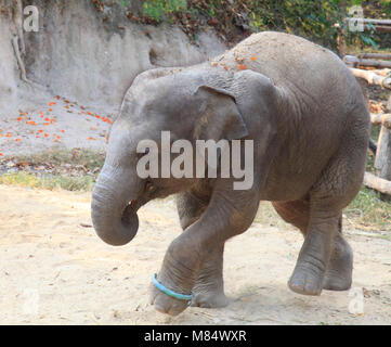 La Thaïlande, Lampang, Elephant Conservation Centre, éléphant d'Asie, Elephas maximus, veau, Banque D'Images
