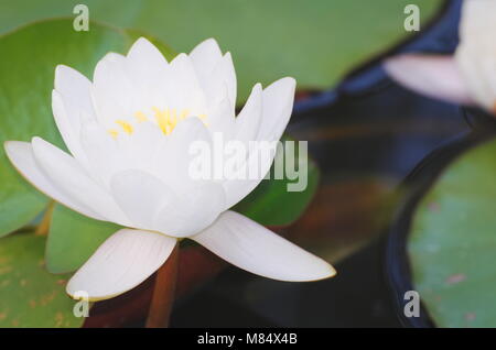 Fleur de nénuphar blanc avec des feuilles vertes closeup Banque D'Images