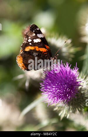 Village pittoresque vue rapprochée de l'amiral rouge alimentation papillon sur un chardon, dans un jardin anglais dans le comté de Cheshire. Banque D'Images