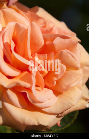 Vue rapprochée de pittoresque une couleur orange rose en pleine floraison, dans un jardin anglais dans le comté de Cheshire. Banque D'Images