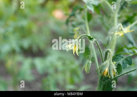 La floraison des tomates dans le jardin, Close up Banque D'Images