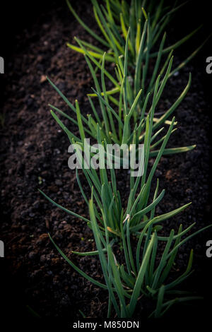 Une rangée d'oignons de printemps au début du printemps, dans un petit jardin. Vertical image. Banque D'Images