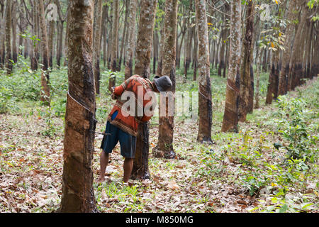 Le travailleur d'une plantation de caoutchouc, Kampong Thom, au Cambodge, en Asie Banque D'Images