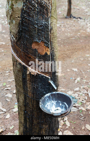 L'arbre à caoutchouc -la production et la collecte de latex sur une plantation de caoutchouc, le Cambodge Asie Banque D'Images