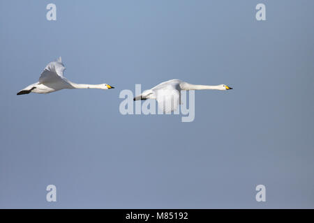 Deux cygnes chanteurs (Cygnus cygnus) battant lors d'une froide journée de l'hiver. Le Lancashire, janvier 2010. Banque D'Images