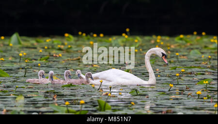 Vue latérale de l'oiseau parent de cygne muet du Royaume-Uni (Cygnus olor) et des poussins, cygnets, nageant dans l'eau avec des coussins de nénuphars fleuris. Sortie en famille. Cygnes britanniques. Banque D'Images