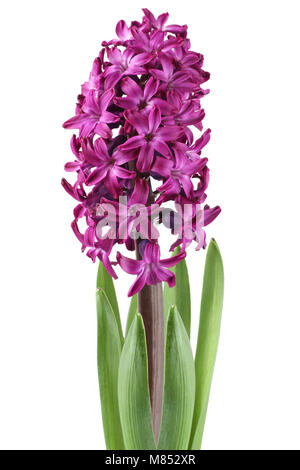 Fleur jacinthe pourpre isolé sur fond blanc Banque D'Images