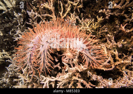 Une couronne d'Étoile de cull effectuées par des bénévoles (TRACC ar Tropical Research and Conservation Centre) à Sabah, Malaisie. Ce speci envahissantes Banque D'Images