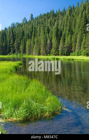 Le long de la rivière Truckee, piste cyclable de la rivière Truckee Tahoe Lake Basin National Forest, Californie Banque D'Images