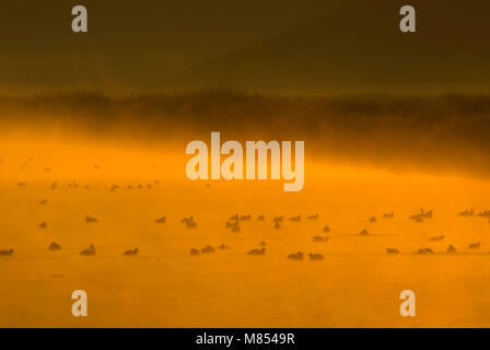 Lever de terre humide, Klamath National Wildlife Refuge, en Californie Banque D'Images