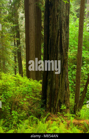 Coast redwood Falls, le long du sentier Trillium Redwood National Park, Californie Banque D'Images