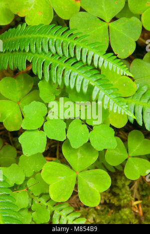 Blechnum avec oxalis le long sentier en boucle de Hatton, Jedediah Smith Redwoods State Park, parc national de Redwood, Californie Banque D'Images