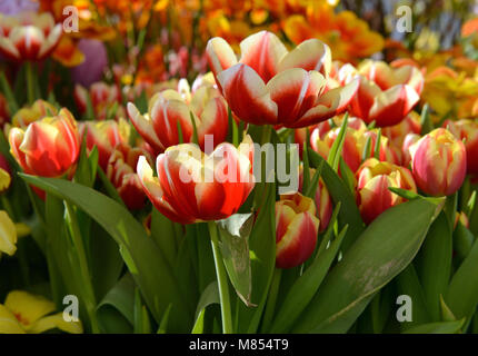 Tulipa Leen van der Mark (Triumph Tulip) Banque D'Images