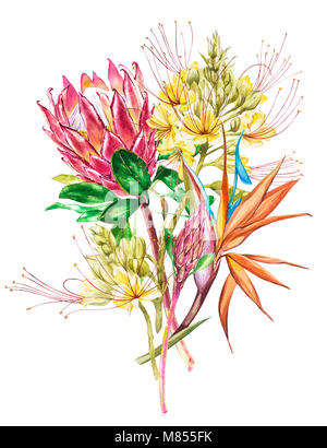 Aquarelle Protea, Caesalpinia et bouquet de fleurs de Strelitzia. Floral décoration tropicale illustration botanique. Aquarelle isolés. Parfait pour les inv Banque D'Images