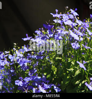 Lobelia fleurs