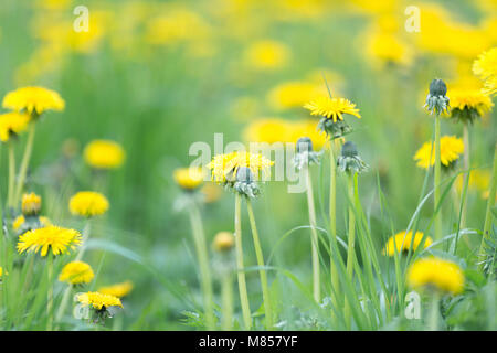 Prairie en fleurs de printemps jaune avec pissenlits Banque D'Images