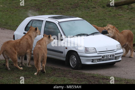 Les Lions regardez une voiture remplie de fumée à Blair Drummond Safari Park, près de Stirling, comme personnel de simuler un incendie de voiture à l'intérieur du boîtier lion pour tester la réponse des soigneurs et le service d'incendie. Banque D'Images