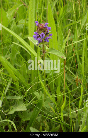 Selfheal, Prunella vulgaris Banque D'Images