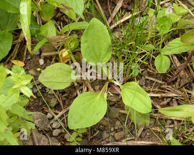 Une plus grande sous-espèce plantain (Plantago major intermedia), sous-espèce intermedia Banque D'Images