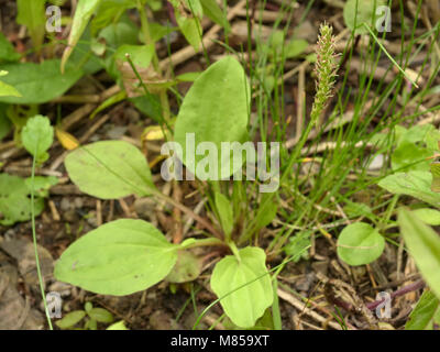 Une plus grande sous-espèce plantain (Plantago major intermedia), sous-espèce intermedia Banque D'Images