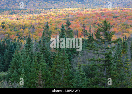 Couleurs d'automne le long de la Route 302 dans la région de Carroll, le New Hampshire, le cadre des Montagnes Blanches. Banque D'Images