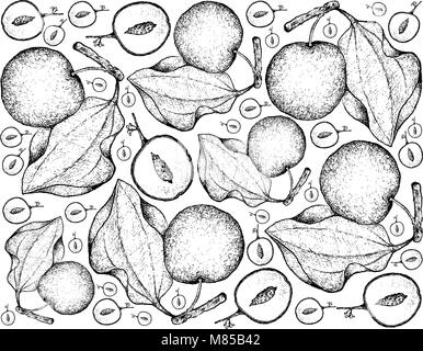 Fruits tropicaux, Illustration Papier peint fond de croquis dessinés à la main, jujube indien ou fruits Ziziphus mauritiana. Illustration de Vecteur