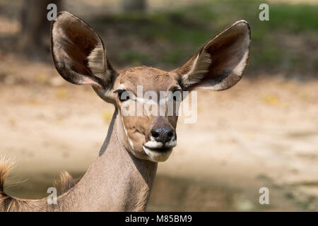 Gros plan du visage féminin de l'Antilope Banque D'Images