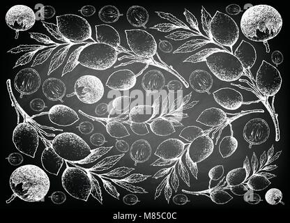 Fruits tropicaux, Illustration Papier peint fond part Croquis de Star Apple ou Chrysophyllum Cainito et Hygrophilus d'Elaeocarpus Fruits sur Black Illustration de Vecteur