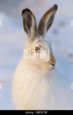 De Townsend (Lepus townsendii) en blanc manteau d'hiver, Alberta, Canada Banque D'Images