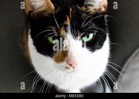 Green Eyed Chat Calico Banque D'Images