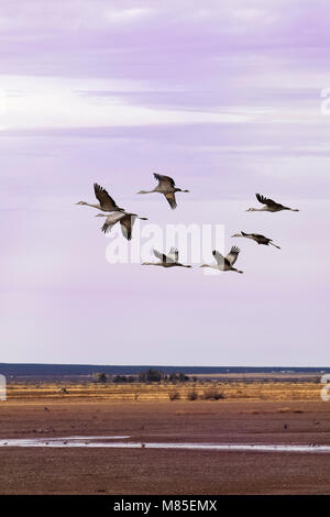 La migration des Grues du Canada (Grus canadensis), Whitewater dessiner de faune, le sud de l'Arizona Banque D'Images