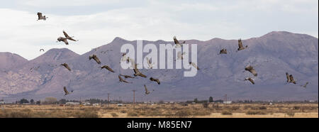 La migration des Grues du Canada (Grus canadensis), Whitewater dessiner de faune, le sud de l'Arizona Banque D'Images