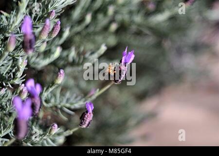 Abeille sur lavande Banque D'Images