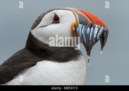 Macareux moine (Fratercula arctica), Iles Farne, Royaume-Uni. Banque D'Images