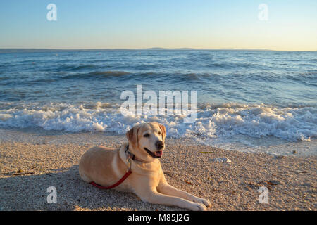 Golden Labrador retriever dog bronzer à la plage Banque D'Images