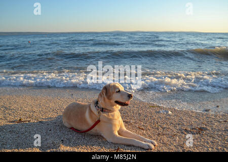 Golden Labrador retriever dog bronzer à la plage Banque D'Images