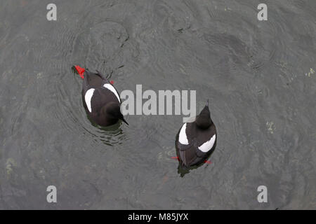 Le Guillemot à miroir (Cepphus grylle), deux d'en haut, Banque D'Images