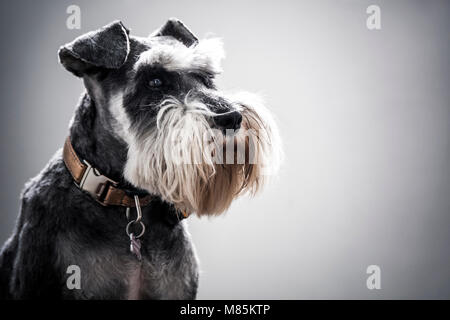 Schnauzer nain avec barbe complète et col en cuivre Banque D'Images