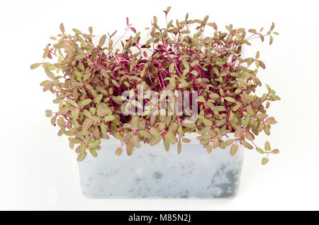 Jardin rouge arroches microgreen en blanc en plastique. Tiges rougeâtres d'Atriplex hortensis. Orach rouge germées. Arrach. Mountain ou en français les épinards. Banque D'Images