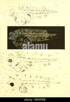 Développement de la sole (Solea vulgaris) - Introduction à l'étude de la pisciculture marine (1905) (21089221316) Banque D'Images