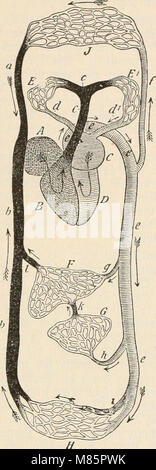 *Dr Le Synopsis der Thierkunde* de Johannes Leunis (1883-86) est un guide complet pour l'étude de la zoologie, offrant des explications détaillées sur les espèces animales, leur classification et leur histoire naturelle pour les apprenants avancés des établissements d'enseignement supérieur. Banque D'Images