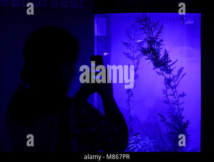 Un visiteur prend photo de syngnathes et vivant sur l'affichage à l'hippocampe l'Invisible Océans exposition tenue à l'American Museum of Natural History de New York, aux États-Unis, le 14 mars 2018. L'exposition met en évidence les dernières avancées dans l'exploration de l'océan, les chercheurs et les technologies derrière eux et les mystères qui demeurent. Les visiteurs peuvent rejoindre les scientifiques sur leur haute technologie, aventure, et à impact élevé sur le terrain pour voir et découvrir de magnifiques, variés et importants créatures inédites en couches de l'océan. (Xinhua/Wang Ying) Banque D'Images