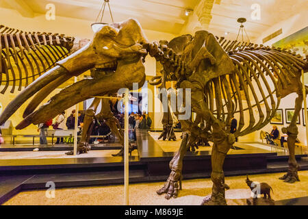 New York, États-Unis d'Amérique - 01 mai 2016 : Dinossaur modèle fossile au Musée Américain d'Histoire Naturelle Banque D'Images