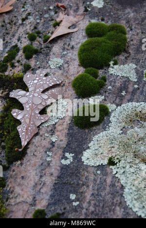 Les lichens et feuille de chêne sur rock après la pluie Banque D'Images