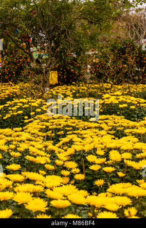 Chrysanthèmes jaunes, signe de chance pour la Nouvelle Année lunaire chinoise, à vendre à Hoi An, Vietnam Banque D'Images