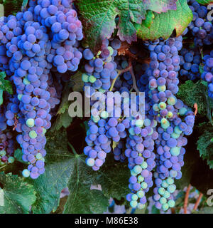 Le Cabernet Sauvignon, le mûrissement des raisins, Napa Valley, Californie Banque D'Images